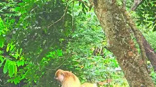 Monkeys at botanical gardens Penang Malaysia