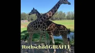 Australian Zoo - TALL & PROUD GIRAFFE - - MOGO Zoo Mini-Animal Series