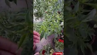 मिर्च में लीफ कर्ल पत्ता मरोड़#leafcurl #mirch #chilli #chilliplants #youtubeshorts #trendingshorts
