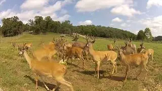 Oak Creek Bone Cam Ep. 10 the Yearlings 8-22-2018