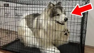 When I put on a realistic dog costume, I got locked in a cage!
