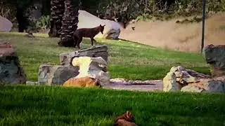 Animal Life #wildlife #animals Black and Tan Coyotes among huge rocks Черные и Рыжие