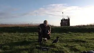 Best crow decoys from Final Approach