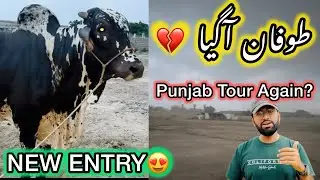 Toofan Agya 💔 | Punjab Tour Again? | New Entry At UCF | Uzair Cattle Farm