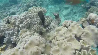 Ways To Protect the Coral Reefs
