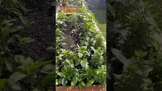 How To Plan Out Your Kitchen Garden #kitchengarden #gardenplanning