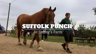Suffolk Punch at Jimmy's Farm