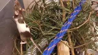 Habitat nuevo para ratones