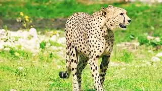 #FIERCE LEOPARD WALK#PURE PREDATOR ENERGY#WALK OF A KILLER#FiercePredator