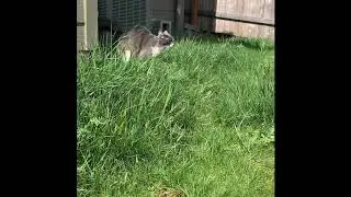 I Saw A Tiger (Parody)