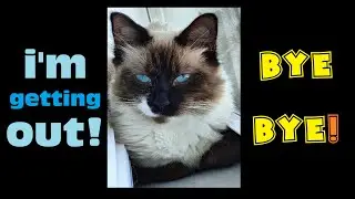 Midnight Feline Escape - Watch how cats easily open doors!