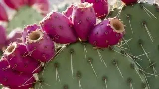 Is cactus water the new super drink?