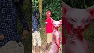 Spider-Man & Gorilla Were Dancing&hellip; Then This Cat Crashed the Party! 😹🕺💃