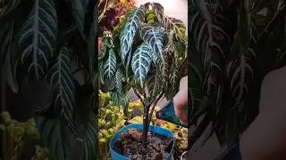 From Wilted to Wonderful: Zebra Plant Hydration Timelapse #shorts #timelapse #plants