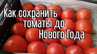Как сохранить томаты до нового года?