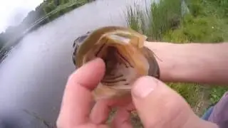 Fishing Local Ponds for HUGE Bass in the GTA