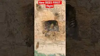 NEW BEES FIRST FLIGHT # NEW BEES# WILD BEES#BEEKEEPING AT HOME @BeekeepersKashmir