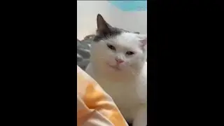 Сейчас как тыгыдыкну