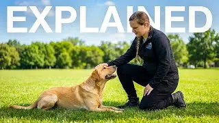 3 D&rsquo;s of Dog Training, Explained: Distance, Duration, Distraction