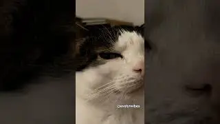 #cat #aestheic #aestheic #comedymemes #comedymove #funny #funnymemes #comedyforever