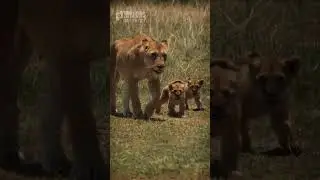 Two Little Lion Cubs Walked Along Chirping