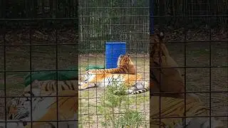 Why You Should Visit Cohanzick Zoo in Bridgeton New Jersey NOW