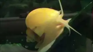 Coolest Snail 2