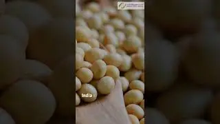 India's Oilmeal Exports Rise by 21% in April-November thanks to Soybean and Rapeseed