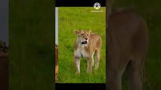 some types of lions #shorts #youtubeshorts #animals