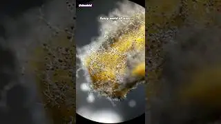 Moldy Oats Under Microscope