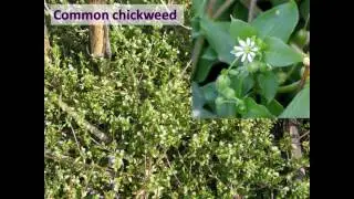 2010 Winter Annual Weed Seed Study