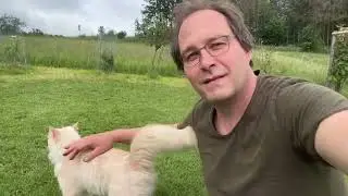 Ferkelkraut - eine Invasion dieses Jahr