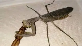 Battle of the Predators: Mantis vs. Scorpion