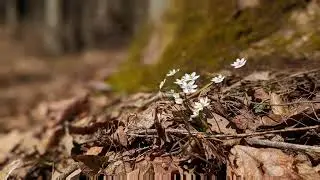 Spring Thoughts 🌿 Nature-Inspired Lofi for Studying & Relaxing