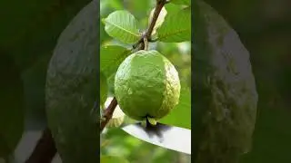 Guava Cutting on Tree | Ultra Realistic Cinematic Fruit  anjir 🍐✨#shorts