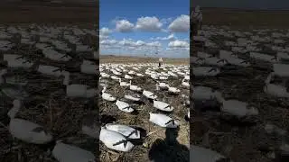 Snow goose spread #nature #hunting #snowgeese #savethetundra