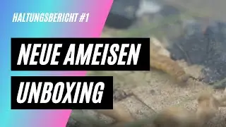 Pheidole Yeensis UNBOXING und ARENA einrichten | NOKU