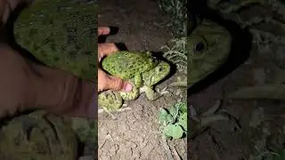 Big FROG Couple funny | catch frog funny jump sounds funny | animal frog funny