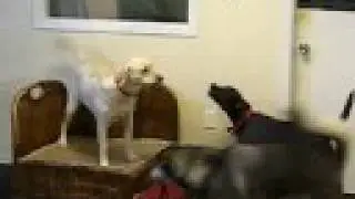 Bark Contest