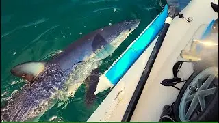 Shark Encounter! Too Close for Comfort&hellip; | Kayak Snapper Fishing