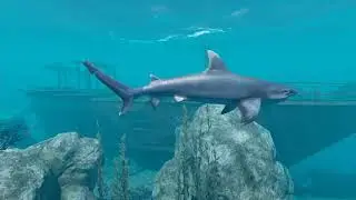 Stranded Deep трейлер пс4