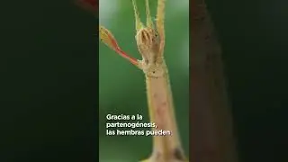 Algunas especies de insecto palo pueden clonarse mediante un proceso llamado partenog&eacute;nesis.