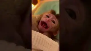Baby monkey's bedtime routine is the cutest thing ever 😴💕