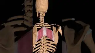 Shoulder Blade Alignment Improves Your Health #shorts