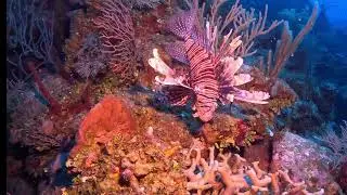 Lionfish on Jack McKenneys GC