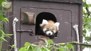 International Red Panda Weekend at Paradise Wildlife Park 2013