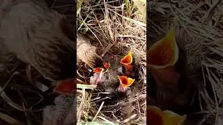 Tiny Pipits, Big Challenge: The Worm Feast Struggle #shorts #youtubeshorts