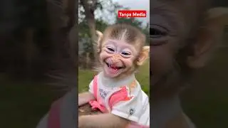 monyet senyum lucu #shortvideo #funny #viralvideo #comedymove #cute #animals #comdeymemes #comedy