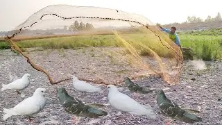 Amazing Bird Trap | Creative Man Makes Bird Trap Using Cast Net | Best Trap Video 2021.