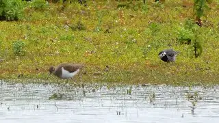 oeverloper en kwikstaart (sandpiper and wagtail)